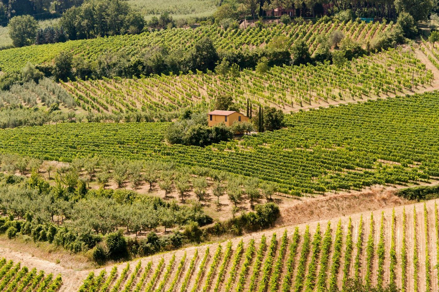 Landscape with vineyards at summer in Montepulciano.jpg